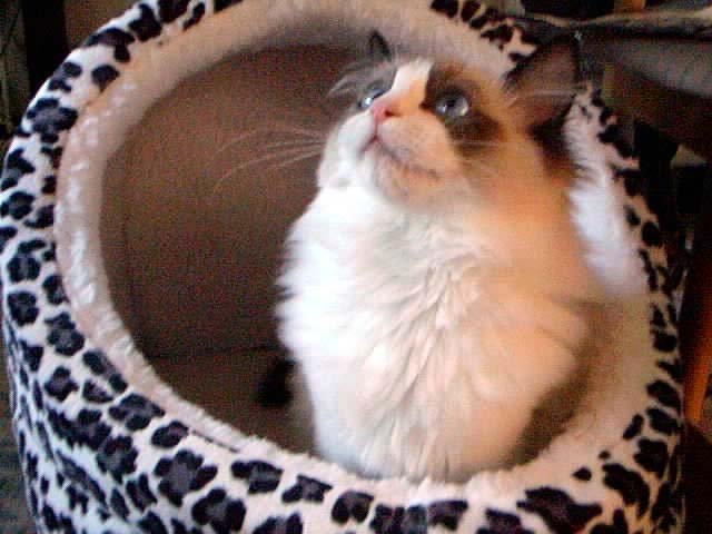 きららは快適な空間が穴蔵や猫木だということを知っていて、それがスキです。「キミはお利口さんだねっ(^^)」(45457 バイト)