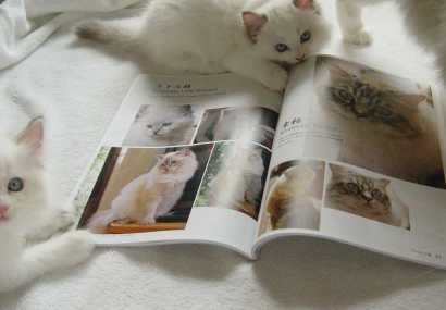 Ashley Style Bookの本来の姿は、普通の冊子です。FlashPaperは、その姿にもっとも近いカタチで閲覧することのできる新しいデジタル媒体です。下の３つの画像ボタンを押して、各章をご覧下さい。